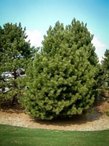 Сосна Чёрная (Pinus Nigra) купить по цене от 270.00р. в интернет-магазине «Посадика» с доставкой почтой в в Сясьстройе и по всей России – [изображение №1].