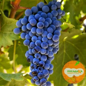 Виноград Каберне барон купить по цене от 310р. в интернет-магазине «Посадика» с доставкой почтой в в Сясьстройе и по всей России – [изображение №1].