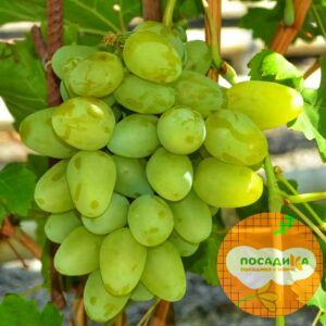 Виноград Монарх купить по цене от 310р. в интернет-магазине «Посадика» с доставкой почтой в в Сясьстройе и по всей России – [изображение №1].