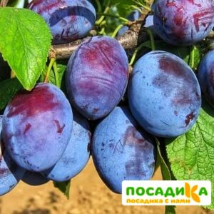 Слива Чачакская ранняя купить по цене от 229.00р. в интернет-магазине «Посадика» с доставкой почтой в в Сясьстройе и по всей России – [изображение №1].