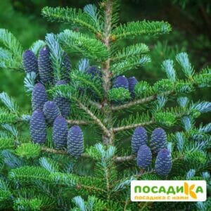 Пихта корейская (Abies koreana) купить по цене от 450.00р. в интернет-магазине «Посадика» с доставкой почтой в в Сясьстройе и по всей России – [изображение №1].