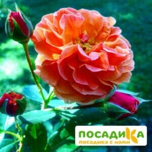 Роза Арабия купить по цене от 350.00р. в интернет-магазине «Посадика» с доставкой почтой в в Сясьстройе и по всей России – [изображение №1].