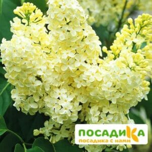 Сирень Примроуз (Primrose) купить по цене от 529.00р. в интернет-магазине «Посадика» с доставкой почтой в в Сясьстройе и по всей России – [изображение №1].