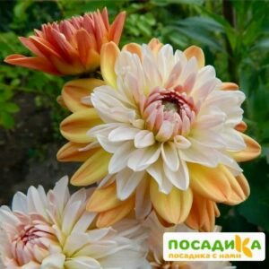 Георгина Коуп де Солейл (декоративная) купить по цене от 400р. в интернет-магазине «Посадика» с доставкой почтой в в Сясьстройе и по всей России – [изображение №1].