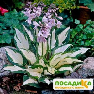 Хоста Файер энд Айс купить по цене от 385р. в интернет-магазине «Посадика» с доставкой почтой в в Сясьстройе и по всей России – [изображение №1].