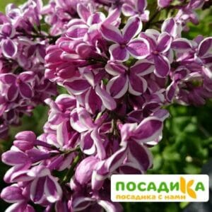 Сирень Сенсация купить по цене от 529.00р. в интернет-магазине «Посадика» с доставкой почтой в в Сясьстройе и по всей России – [изображение №1].