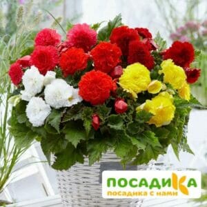 Бегония Фимбриата купить по цене от 235р. в интернет-магазине «Посадика» с доставкой почтой в в Сясьстройе и по всей России – [изображение №1].