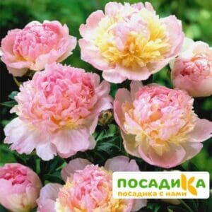 Пион Распберри Сандей (Paeonia Raspberry Sundae) купить по цене от 959р. в интернет-магазине «Посадика» с доставкой почтой в в Сясьстройе и по всей России – [изображение №1].