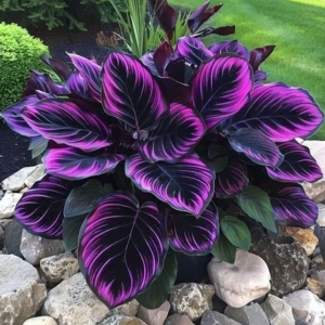 Хоста Люминоза купить по цене от 450р. в интернет-магазине «Посадика» с доставкой почтой в в Сясьстройе и по всей России – [изображение №1].