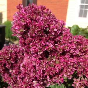 Флокс Филингс купить по цене от 329р. в интернет-магазине «Посадика» с доставкой почтой в в Сясьстройе и по всей России – [изображение №1].