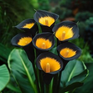 Калла Легато купить по цене от 620р. в интернет-магазине «Посадика» с доставкой почтой в в Сясьстройе и по всей России – [изображение №1].