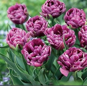 Тюльпан Айс Крим купить по цене от 430р. в интернет-магазине «Посадика» с доставкой почтой в в Сясьстройе и по всей России – [изображение №1].