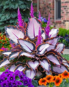 Хоста Кримэн Дрим купить по цене от 549р. в интернет-магазине «Посадика» с доставкой почтой в в Сясьстройе и по всей России – [изображение №1].