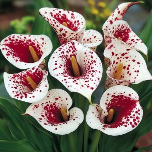 Калла Эмпайр купить по цене от 302р. в интернет-магазине «Посадика» с доставкой почтой в в Сясьстройе и по всей России – [изображение №1].