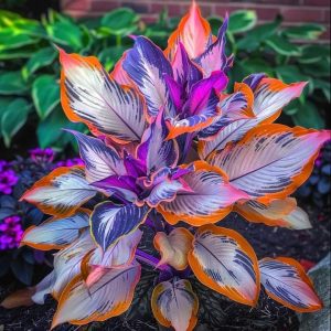 Хоста Эмеральд Тиара купить по цене от 602р. в интернет-магазине «Посадика» с доставкой почтой в в Сясьстройе и по всей России – [изображение №1].