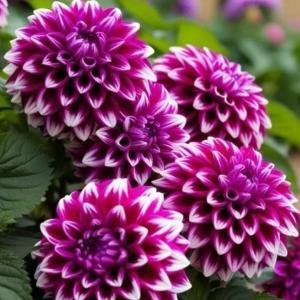 Георгин Кристал Корт купить по цене от 602р. в интернет-магазине «Посадика» с доставкой почтой в в Сясьстройе и по всей России – [изображение №1].