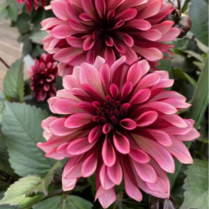 Георгин Перли Сансет купить по цене от 309р. в интернет-магазине «Посадика» с доставкой почтой в в Сясьстройе и по всей России – [изображение №1].