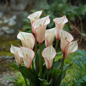 Калла Глейшер купить по цене от 299р. в интернет-магазине «Посадика» с доставкой почтой в в Сясьстройе и по всей России – [изображение №1].