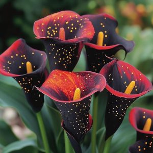 Калла Нуар купить по цене от 299р. в интернет-магазине «Посадика» с доставкой почтой в в Сясьстройе и по всей России – [изображение №1].