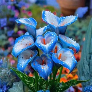 Калла Портрейт купить по цене от 292р. в интернет-магазине «Посадика» с доставкой почтой в в Сясьстройе и по всей России – [изображение №1].