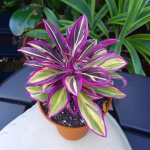 Хоста Сильвер Стик купить по цене от 650р. в интернет-магазине «Посадика» с доставкой почтой в в Сясьстройе и по всей России – [изображение №1].