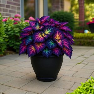 Хоста Фрости Блю купить по цене от 389р. в интернет-магазине «Посадика» с доставкой почтой в в Сясьстройе и по всей России – [изображение №1].