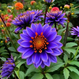 Георгин Лазурит купить по цене от 799р. в интернет-магазине «Посадика» с доставкой почтой в в Сясьстройе и по всей России – [изображение №1].