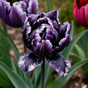 Тюльпан Индиго купить по цене от 600р. в интернет-магазине «Посадика» с доставкой почтой в в Сясьстройе и по всей России – [изображение №1].