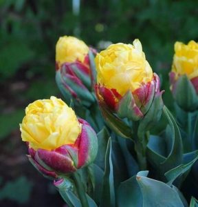 Тюльпан Айс Крим Банана купить по цене от 360р. в интернет-магазине «Посадика» с доставкой почтой в в Сясьстройе и по всей России – [изображение №1].