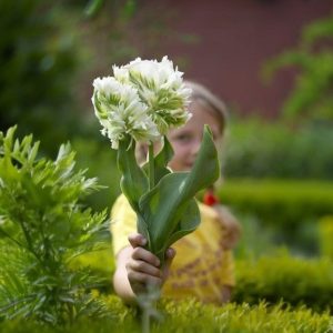 Тюльпан Супер Пэррот купить по цене от 360р. в интернет-магазине «Посадика» с доставкой почтой в в Сясьстройе и по всей России – [изображение №1].