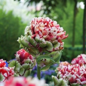 Тюльпан Дабл Флеминг Берд купить по цене от 249р. в интернет-магазине «Посадика» с доставкой почтой в в Сясьстройе и по всей России – [изображение №1].