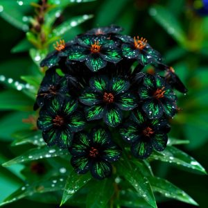 Флокс Ривьера купить по цене от 299р. в интернет-магазине «Посадика» с доставкой почтой в в Сясьстройе и по всей России – [изображение №1].