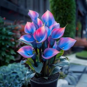 Калла Импрессия купить по цене от 590р. в интернет-магазине «Посадика» с доставкой почтой в в Сясьстройе и по всей России – [изображение №1].