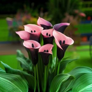 Калла Энигма купить по цене от 291р. в интернет-магазине «Посадика» с доставкой почтой в в Сясьстройе и по всей России – [изображение №1].