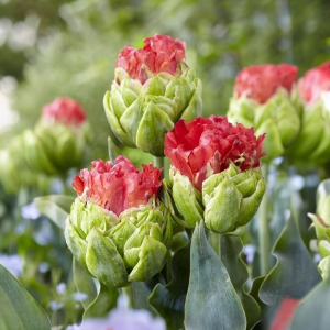 Тюльпан Бычий Глаз купить по цене от 275р. в интернет-магазине «Посадика» с доставкой почтой в в Сясьстройе и по всей России – [изображение №1].