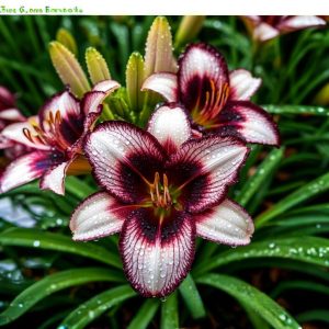 Лилейник Крим Сикл купить по цене от 799р. в интернет-магазине «Посадика» с доставкой почтой в в Сясьстройе и по всей России – [изображение №1].