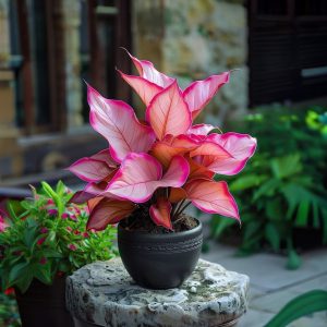 Хоста Розовая Симфония купить по цене от 800р. в интернет-магазине «Посадика» с доставкой почтой в в Сясьстройе и по всей России – [изображение №1].