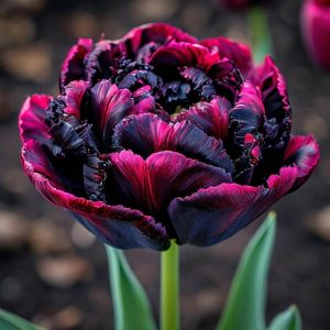 Тюльпан Фламинго купить по цене от 500р. в интернет-магазине «Посадика» с доставкой почтой в в Сясьстройе и по всей России – [изображение №1].