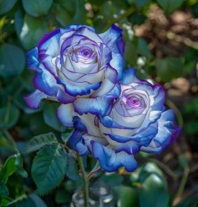 Роза Пэтолз Хоуп купить по цене от 333р. в интернет-магазине «Посадика» с доставкой почтой в в Сясьстройе и по всей России – [изображение №1].