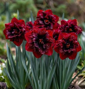 Нарцисс Сапфировый Бриз купить по цене от 3000р. в интернет-магазине «Посадика» с доставкой почтой в в Сясьстройе и по всей России – [изображение №1].