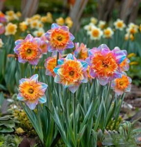 Нарцисс Айвери Дон купить по цене от 3000р. в интернет-магазине «Посадика» с доставкой почтой в в Сясьстройе и по всей России – [изображение №1].