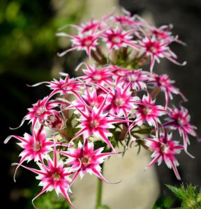 Флокс Метельчатый Путь купить по цене от 456р. в интернет-магазине «Посадика» с доставкой почтой в в Сясьстройе и по всей России – [изображение №1].