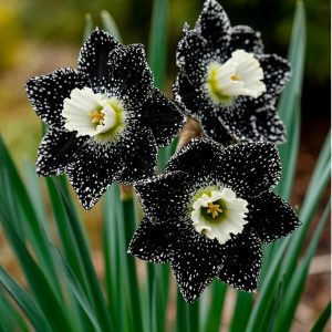 Нарцисс Кассата купить по цене от 372р. в интернет-магазине «Посадика» с доставкой почтой в в Сясьстройе и по всей России – [изображение №1].