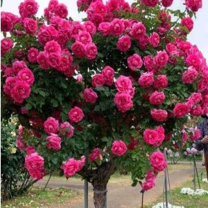 Роза Версаля купить по цене от 232р. в интернет-магазине «Посадика» с доставкой почтой в в Сясьстройе и по всей России – [изображение №1].