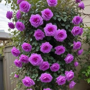 Роза Мистик Уайт купить по цене от 620р. в интернет-магазине «Посадика» с доставкой почтой в в Сясьстройе и по всей России – [изображение №1].