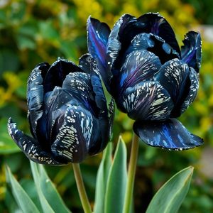 Тюльпан Блю Фог купить по цене от 500р. в интернет-магазине «Посадика» с доставкой почтой в в Сясьстройе и по всей России – [изображение №1].