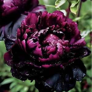 Пион Темный Сад купить по цене от 421р. в интернет-магазине «Посадика» с доставкой почтой в в Сясьстройе и по всей России – [изображение №1].