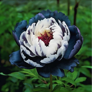 Пион Древовидный Инь-Янь купить по цене от 419р. в интернет-магазине «Посадика» с доставкой почтой в в Сясьстройе и по всей России – [изображение №1].