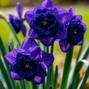 Нарцисс Арт Нуво купить по цене от 378р. в интернет-магазине «Посадика» с доставкой почтой в в Сясьстройе и по всей России – [изображение №1].