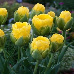 Тюльпан махровый Ванила Коп купить по цене от 159р. в интернет-магазине «Посадика» с доставкой почтой в в Сясьстройе и по всей России – [изображение №1].